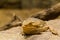 Portrait of a bearded agama.