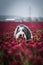Portrait of bearded collie, who is hidding in tall crimson clover
