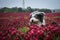 Portrait of bearded collie, who is running in tall shamrock