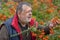 Portrait of bearded senior man admiring Pyracantha shrub with orange berries in fall garden