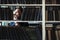 Portrait of bearded thoughtful man strokes beard in bookstore