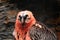 Portrait of bearded vulture, Gypaetus barbatus, in rocky habitat. Rare mountain bird from Spain.