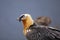 Portrait of a Bearded vulture scavenging and eating bones. Lammergier die beenderen zoekt en eet.