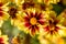 A portrait of a beautifful coreopsis flower. The enchanted eve flower has red with yellow petals and a yellow core its between