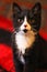 Portrait of beautiful adorable black tabby kitten.  Big green eyes. Copyspace. Cute domestic cats.Beautiful background for wallp