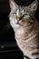 Portrait of beautiful adorable tabby kitten.  Big blue eyes. Copyspace. Cute domestic cats.Beautiful background for wallp