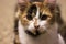 Portrait of beautiful adorable tabby kitten.  Big green eyes. Copyspace. Cute domestic cats.Beautiful background for wallp