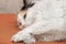 Portrait of a beautiful adult serious fluffy long-haired tri-colored cat with yellow eyes and pink nose on a orange background