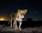 Portrait of beautiful African lioness in the savanna at night. Amazing Wildlife. Generative Ai