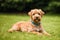 Portrait of a beautiful Airedale Terrier dog in the park. Generative AI