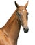Portrait of beautiful Akhal-Teke stallion