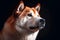 Portrait of a beautiful akita inu dog. studio shot. selective focus. Generative AI