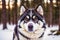 Portrait of a beautiful Alaskan husky dog in the park. Siberian Husky dog with blue eyes in winter forest. Generative AI