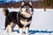 Portrait of a beautiful Alaskan husky dog in the park. Siberian Husky dog with blue eyes in winter forest. Generative AI