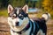 Portrait of a beautiful Alaskan husky dog in the park. Siberian Husky dog with blue eyes in winter forest. Generative AI