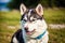 Portrait of a beautiful Alaskan husky dog in the park. Siberian Husky dog with blue eyes in winter forest. Generative AI