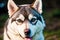 Portrait of a beautiful Alaskan husky dog in the park. Siberian Husky dog with blue eyes in winter forest. Generative AI