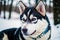 Portrait of a beautiful Alaskan husky dog in the park. Siberian Husky dog with blue eyes in winter forest. Generative AI