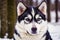 Portrait of a beautiful Alaskan husky dog in the park. Siberian Husky dog with blue eyes in winter forest. Generative AI