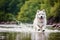 Portrait of a beautiful Alaskan Malamute dog in the park. Generative AI