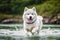 Portrait of a beautiful Alaskan Malamute dog in the park. Generative AI