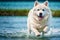 Portrait of a beautiful Alaskan Malamute dog in the park. Generative AI