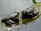 Portrait of beautiful amphibian animals two frogs sitting on a log lying in the water