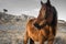 Portrait of beautiful basque horse pottok with wind in hair in countryside mountains in basque country in selective color, france