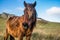 Portrait of beautiful basque horse pottok with wind in hair in countryside mountains eating grass in basque country, france