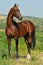 Portrait of beautiful bay Akhal-Teke stallion