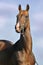 Portrait of beautiful bay Akhal-Teke stallion