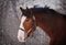 Portrait of beautiful bay horse with big white marking