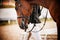 Portrait of a beautiful bay horse with a bridle on its muzzle, which the rider leads. Equestrian sports. Dressage competitions