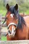 Portrait of beautiful bay horse looing over corral fence