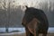 Portrait of beautiful bay horse in rays of winter evening sunset