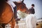 Portrait of a beautiful bay horse with a rider in the saddle, standing against the background of a rival`s white horse and blue