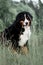 Portrait beautiful Bernese mountain dog sit in the forest