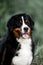 Portrait beautiful Bernese mountain dog sit in the forest