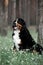 Portrait beautiful Bernese mountain dog sit in the forest