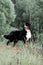 Portrait beautiful Bernese mountain dog stay in the forest