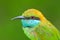 Portrait of beautiful bird from Sri Lanka. Little Green Bee-eater, Merops orientalis, exotic green and yellow rare bird from Sri