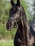 Portrait of beautiful black breed stallion