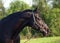 Portrait of beautiful black breed stallion