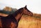 Portrait of beautiful black breed stallion in field