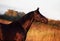 Portrait of beautiful black breed stallion in field