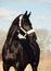 Portrait of beautiful black breed stallion in spring field