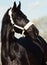 Portrait of beautiful black breed stallion in spring field