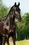 Portrait of beautiful black breed stallion in spring field