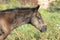 Portrait of beautiful black- brown colt grazing at field