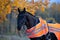 portrait of beautiful black dressage stallion dressed in training protection cover posing at evening. autumn season